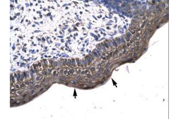 KIN antibody  (AA 230-279)