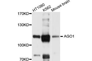 Western blot analysis of extracts of various cell lines, using AGO1 antibody (ABIN1877051) at 1:1000 dilution. (AGO1 antibody)