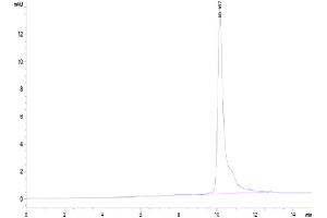 The purity of Human IL-8 is greater than 95 % as determined by SEC-HPLC. (IL-8 Protein (AA 28-99) (His tag))