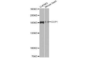 Western blot analysis of extracts of various cell lines, using CLIP1 antibody. (CLIP1 antibody)