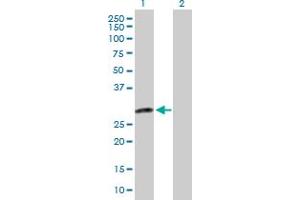 Western Blot analysis of DENR expression in transfected 293T cell line by DENR MaxPab polyclonal antibody.