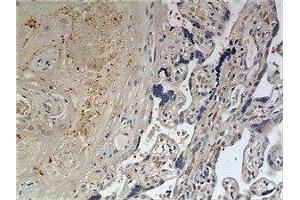 Immunohistochemistry (IHC) image for anti-delta-Like 1 (DLL1) (AA 18-540) antibody (ABIN1983151) (DLL1 antibody  (AA 18-540))