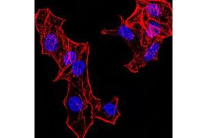Immunofluorescence analysis of HeLa cells. (Histone Cluster 2, H4a (HIST2H4A) (meLys20) antibody)