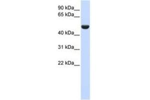 Image no. 1 for anti-CD36 (CD36) (AA 36-85) antibody (ABIN6743467) (CD36 antibody  (AA 36-85))
