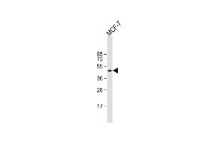 Anti-TGOLN2 Antibody (C-term) at 1:1000 dilution + MCF-7 whole cell lysate Lysates/proteins at 20 μg per lane. (TGOLN2 antibody  (C-Term))