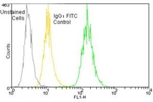 Flow cytometry analysis of 106 Jurkat cells stained using HSP70/HSP72, mAb (C92F3A-5) (FITC conjugate) at a concentration of 50 μg/mL. (HSP70 antibody  (FITC))