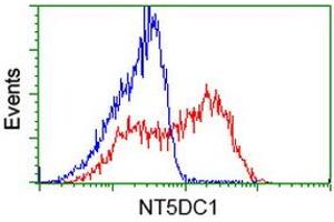 Image no. 17 for anti-5'-Nucleotidase Domain Containing 1 (NT5DC1) antibody (ABIN1499838)