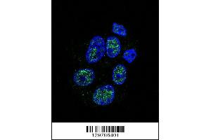 Confocal immunofluorescent analysis of eNos Antibody (S1177) with HepG2 cell followed by Alexa Fluor 488-conjugated goat anti-rabbit lgG (green). (ENOS antibody  (AA 1156-1183))