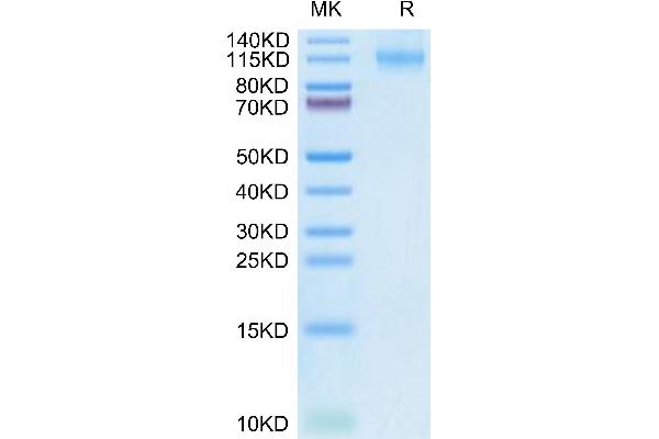 FLT3 Protein (AA 27-541) (Fc Tag)