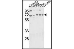 Western blot analysis using Autophagy APG16L Antibody (C-term) in NIH-3T3, HepG2, Hela, Jurkat and NCI-H460 cell line lysates (35 µg/lane). (ATG16L1 antibody  (C-Term))