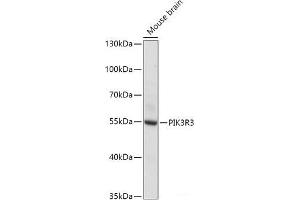 Western blot analysis of extracts of Mouse brain using PIK3R3 Polyclonal Antibody at dilution of 1:1000. (PIK3R3 antibody)