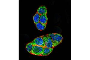 Confocal immunofluorescent analysis of NR1I2 Antibody (Center) (ABIN652618 and ABIN2842413) with HepG2 cell followed by Alexa Fluor 488-conjugated goat anti-rabbit lgG (green). (NR1I2 antibody  (AA 100-127))