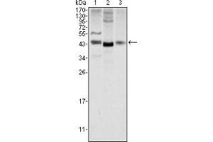 Western blot analysis using WNT1 mouse mAb against NIH/3T3 (1), 3T3L1 (2) and Hela (3) cell lysate. (WNT1 antibody)