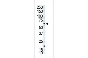 Western blot analysis of anti-p70S6Kbeta Pab (ABIN392546 and ABIN2842094) in  cell lysate. (RPS6KB2 antibody  (C-Term))