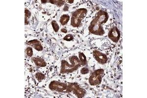 Immunohistochemical staining of human breast with C11orf10 polyclonal antibody  shows strong cytoplasmic positivity in glandular cells. (TMEM258 antibody)