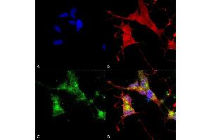 Immunocytochemistry/Immunofluorescence analysis using Mouse Anti-HCN4 Monoclonal Antibody, Clone N114/10 (ABIN2482537). (HCN4 antibody  (AA 1019-1198) (FITC))