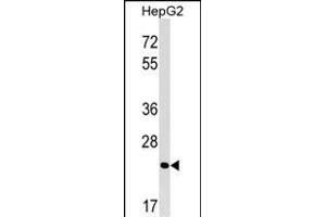 MRTO4 Antibody (N-term) (ABIN1539395 and ABIN2849177) western blot analysis in HepG2 cell line lysates (35 μg/lane). (C1orf33 antibody  (N-Term))