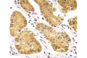 Immunohistochemistry of paraffin-embedded Human stomach using SCO2 Polyclonal Antibody at dilution of 1:100 (40x lens). (SCO2 antibody)