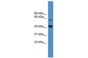 WB Suggested Anti-EIF2AK2  Antibody Titration: 0. (EIF2AK2 antibody  (Middle Region))