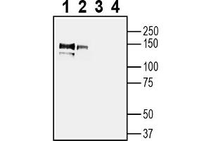 Western blot analysis of human lung carcinoma NCI-H526 cell line lysate (lanes 1 and 3) and human chronic myelogenous leukemia K562 cell line lysate (lanes 2 and 4):1-2.