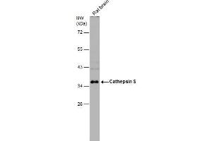 WB Image Rat tissue extract (50 μg) was separated by 10% SDS-PAGE, and the membrane was blotted with Cathepsin S antibody , diluted at 1:1000. (Cathepsin S antibody)