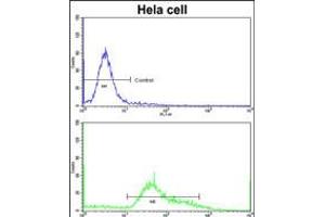 Flow cytometric analysis of hela cells using STRAP Antibody (bottom histogram) compared to a negative control cell (top histogram)FITC-conjugated goat-anti-rabbit secondary antibodies were used for the analysis. (STRAP antibody  (C-Term))