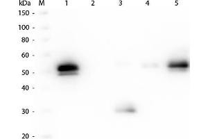 Western Blot of Anti-Rabbit IgG F(c) (GOAT) Antibody . (Goat anti-Rabbit IgG (Fc Region) Antibody - Preadsorbed)