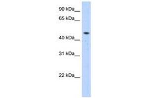 Image no. 1 for anti-Zinc Finger Protein 213 (ZNF213) (C-Term) antibody (ABIN6740545)