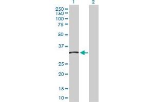 Western Blot analysis of TCEA2 expression in transfected 293T cell line by TCEA2 MaxPab polyclonal antibody. (TCEA2 antibody  (AA 1-299))