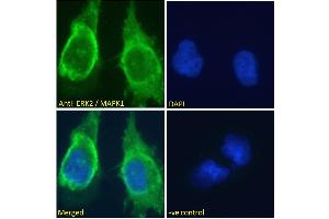 ABIN185327 Immunofluorescence analysis of paraformaldehyde fixed U251 cells, permeabilized with 0. (ERK2 antibody  (AA 9-19))