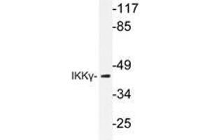Western blot analysis of IKKγ antibody in extracts from HepG2 cells. (IKBKG antibody)
