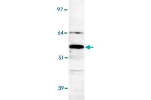 Detection of Apcdd1 in human heart lysate with Apcdd1 polyclonal antibody . (APCDD1 antibody  (AA 400-500))