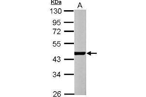 WB Image Sample (30 ug of whole cell lysate) A: NIH-3T3 10% SDS PAGE antibody diluted at 1:1000 (ACTC1 antibody)