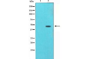 Western blot analysis of AGER（RAGE） expression in HUVEC whole cell lysate. (RAGE antibody  (Internal Region))