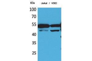 Western Blotting (WB) image for anti-HNF4 alpha/gamma (Ser483) antibody (ABIN3181021) (HNF4 alpha/gamma antibody  (Ser483))