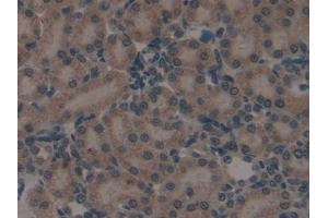 Detection of SP-B in Rat Kidney Tissue using Polyclonal Antibody to Surfactant Protein B (SP-B) (SFTPB antibody  (AA 111-352))