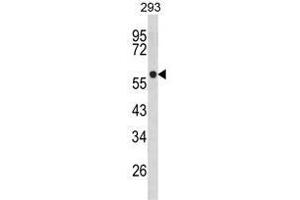 Western blot analysis of TPH1 Antibody (N-term) in 293 cell line lysates (35ug/lane). (Tryptophan Hydroxylase 1 antibody  (N-Term))