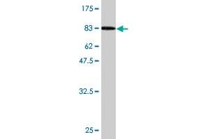 Western Blot detection against Immunogen (96. (HSPA2 antibody  (AA 1-639))