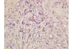 Immunohistochemistry (Paraffin-embedded Sections) (IHC (p)) image for anti-Egf-Like Module Containing, Mucin-Like, Hormone Receptor-Like 1 (EMR1) (AA 732-747) antibody (ABIN1387314)