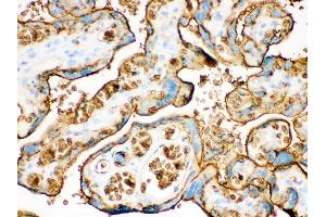 Anti- SLC2A1 Picoband antibody, IHC(P) IHC(P): Human Placenta Tissue