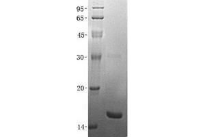 Validation with Western Blot (BCL2A1 Protein (Transcript Variant 2))