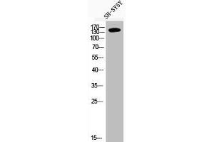 Western Blot analysis of SH-SY5Y cells using Phospho-IRS-1 (S636) Polyclonal Antibody (IRS1 antibody  (pSer636))