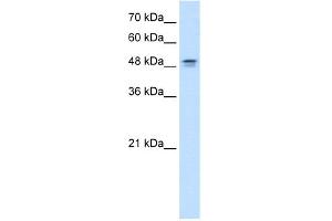 WB Suggested Anti-DHODH Antibody Titration:  0. (DHODH antibody  (N-Term))