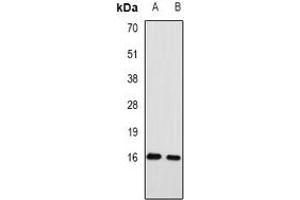 Western blot analysis of RPA3 expression in mouse heart (A), rat heart (B) whole cell lysates. (RPA3 antibody)