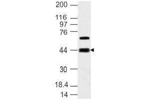 Image no. 1 for anti-Sphingosine-1-Phosphate Receptor 3 (S1PR3) (AA 80-350) antibody (ABIN5027517) (S1PR3 antibody  (AA 80-350))