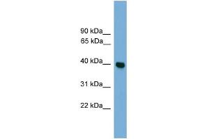 WB Suggested Anti-GNAI3 Antibody Titration: 0.