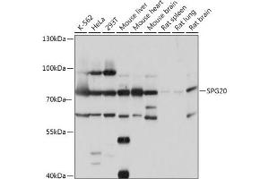 Western blot analysis of extracts of various cell lines, using SPG20 antibody (ABIN7270513) at 1:1000 dilution. (SPG20 antibody  (AA 1-350))