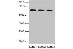 Western blot All lanes: SCARA3 antibody at 0. (SCARA3 antibody  (AA 201-466))