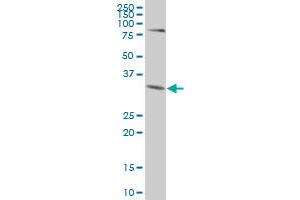 ZNF346 MaxPab polyclonal antibody. (ZNF346 antibody  (AA 1-294))