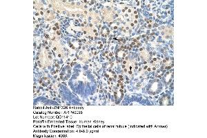 Human kidney (ZNF326 antibody  (C-Term))